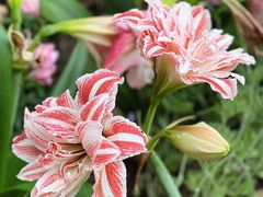 -深圳市中科院仙湖植物园