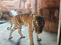 -鄂尔多斯野生动物园