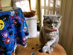 -猫色咖啡·猫咖