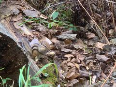 -五营红松林海景区