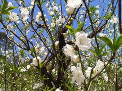 -南国桃园旅游度假区