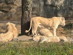 -北京野生动物园