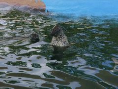 -北戴河圣蓝海洋公园