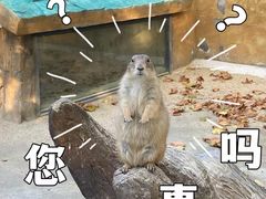 -合肥野生动物园