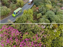 -贵州百里杜鹃风景名胜区