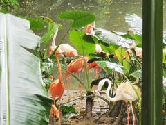 -广州长隆野生动物世界