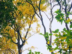 -秋霞圃