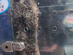 -FAELING PETS美天灵宠物(富力广场店)