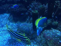 -迪拜帆船酒店海底餐厅