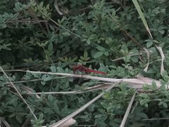 -天津东丽湖风景区