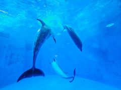 -海合安成都极地海洋公园