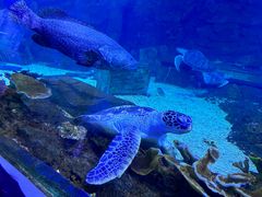 -西安曲江海洋极地公园