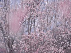 -蜀冈西峰生态公园