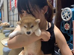 -逗柴咖啡屋·狗咖猫咖宠物桌游