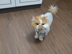 -宠爱国际动物医院· 猫科· 外科·中兽医(长白店)