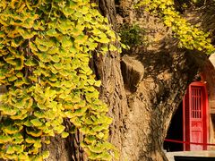 -北京石刻艺术博物馆(五塔寺)