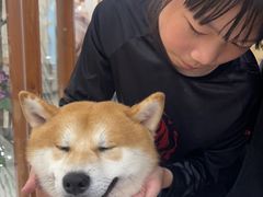 -共舞时光猫咖·狗咖(新街口店)
