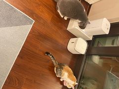 -瑞鹏宠物医院犬猫全科(真大分院)