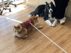 -乐派堂宠物医院·猫友好· 心脏科(东街店)