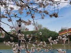 -高东镇樱花园
