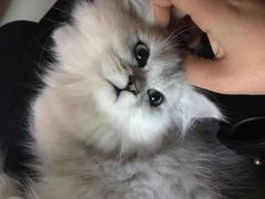 -喜多萌中农锦绣动物医院24H·猫科·牙科MRI·CT