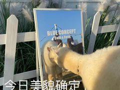-Blue Concept Cafe&Farm·關於藍