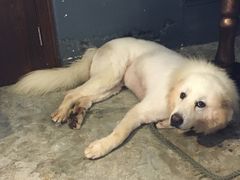 -more than meow吴止猫主题餐厅(承德 中船汇店)