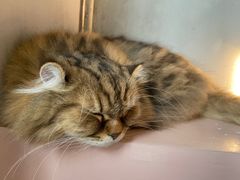 -猫儿山۰猫主题餐厅