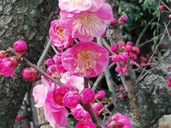 -望江楼公园