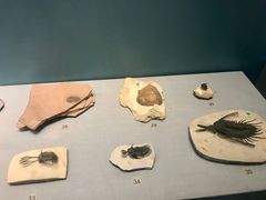 -湖南省地质博物馆