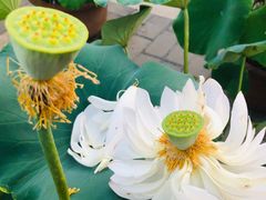 -莲花池公园