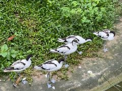 -新加坡飞禽公园