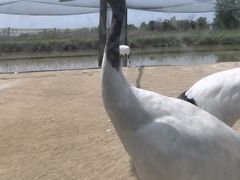 -盐城丹顶鹤湿地生态旅游区