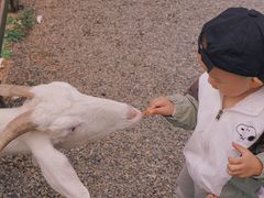 -前小桔亲子创意农场·草莓采摘·露营烧烤