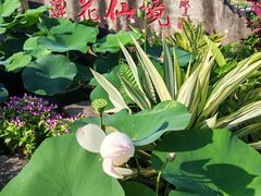 -广州莲花山旅游区