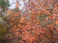 -北京西山国家森林公园