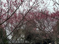 -湘力力小院·鱼汤泡饭(枫林路店)