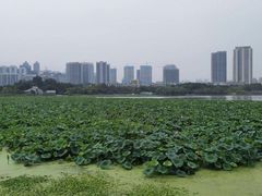-月湖风景区