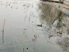 -后海公园