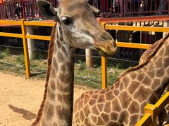 -西霞口神雕山野生动物世界