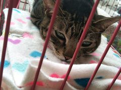 -创凡宠物医院·骨专科  猫科中心(西乡分院)