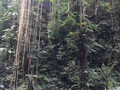 -莫里热带雨林景区