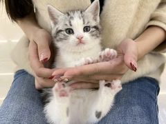 -lincat·猫舍(广州店)