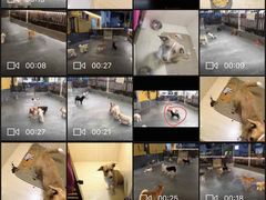 -宠物之家Pets Home 宠物寄养酒店