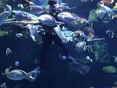 -暹罗海洋世界