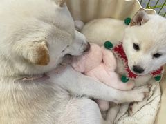 -柴犬小屋·柴餐厅·狗咖食堂(金鼎广场店)