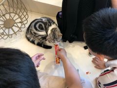 -飞行喵MR PILOT|猫舍·猫咖(静安大融城店)