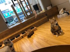 -啵啵喵·猫咖(攀华国际店)