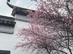 -八大山人梅湖景区