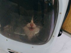 -艾贝尔宠物医院·24H转诊中心·肿瘤猫专科(江宁双龙店)